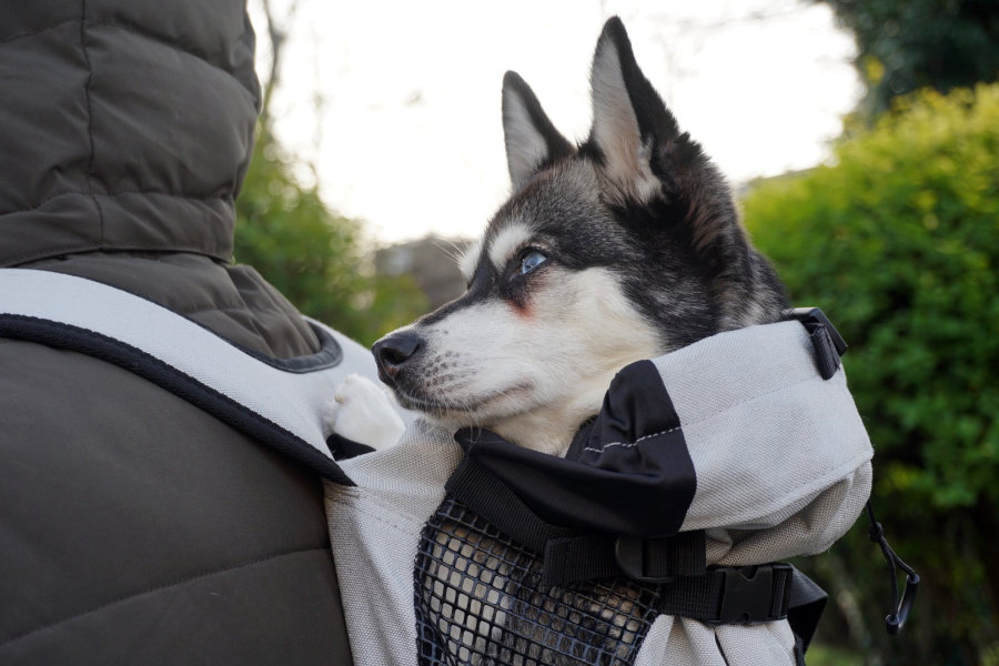 Best Fathers Day Gift Ideas- dog in a backpack